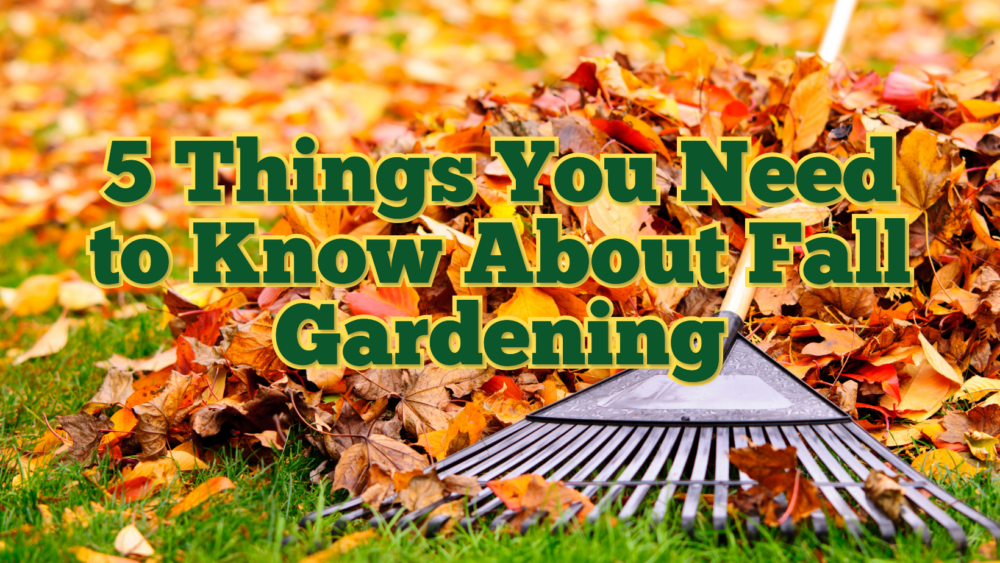 5 Things You Need to Know About Fall Gardening