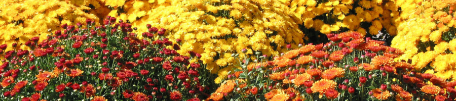 Fall colored flowers in landscape