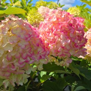 Fire Light Tidbit Hydrangea