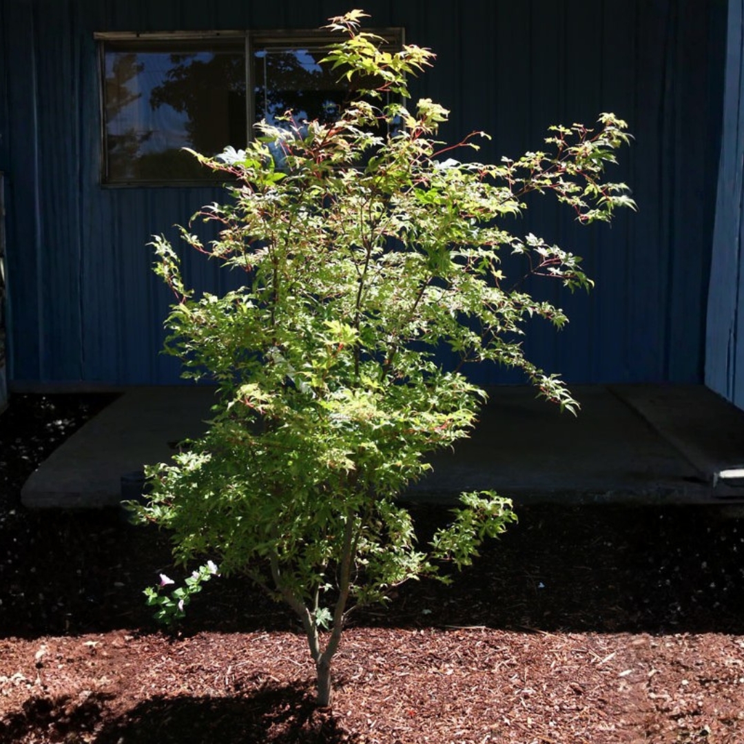 Floating Cloud Japanese Maple tree in landscape