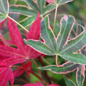 Geisha Gone Wild Japanese Maple