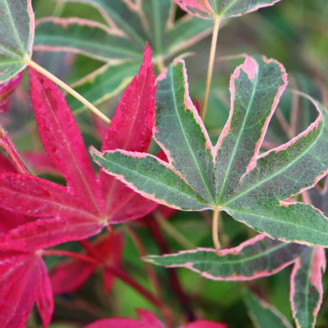 Geisha Gone Wild Japanese Maple fall and spring leaves