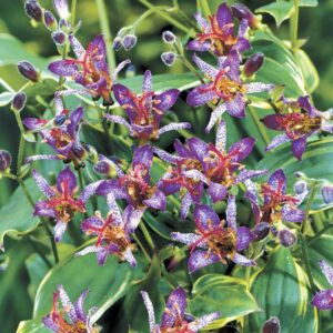 Gilt Edge Toad Lily