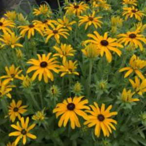 Glitters Like Gold Black-Eyed Susan