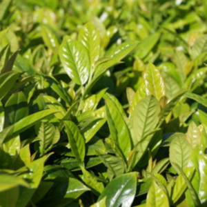 Green Goblet Cherry Laurel