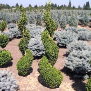 Green Mountain Boxwood Spiral
