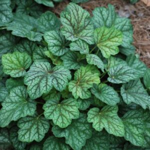 Green Spice Coral Bells