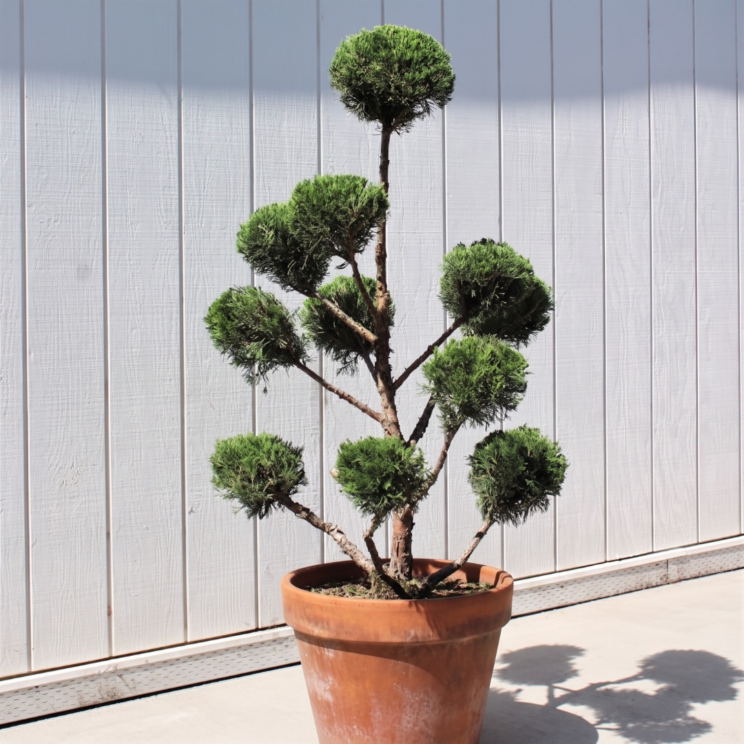 Hollywood Juniper Pom Pom in a terra cotta pot