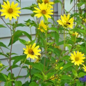 Lemon Queen Sunflower