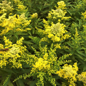 Little Lemon Goldenrod