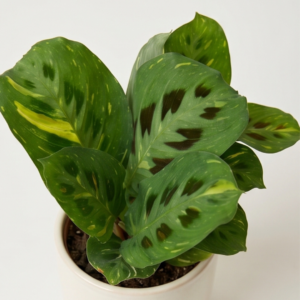 Maranta leuconeura ‘Kerchoveana variegata’