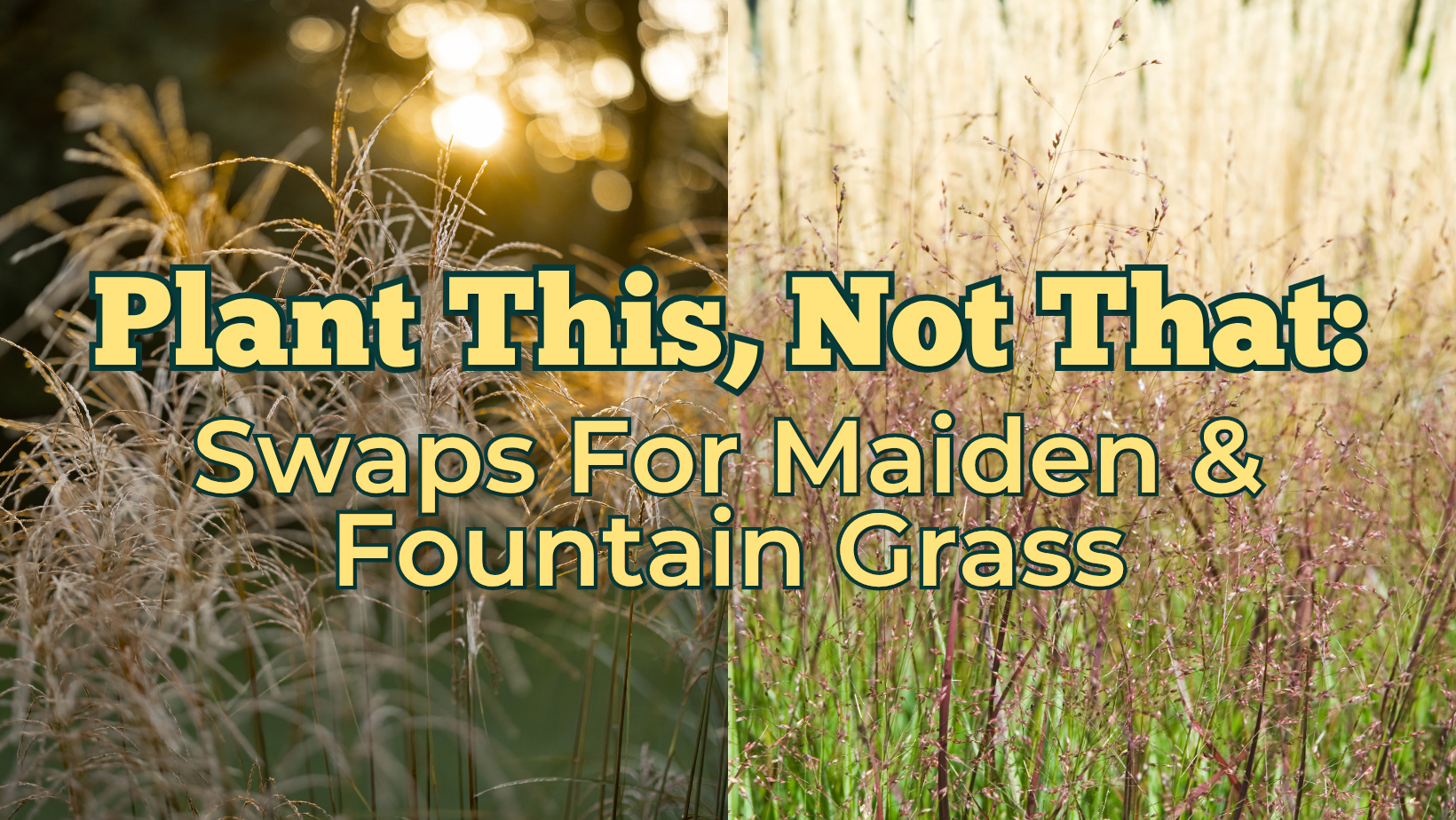 Plant This, Not That: Maiden & Fountain Grass Swaps