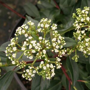 Moonlit Lace Viburnum