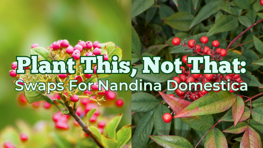 Plant This, Not That: Nandina Domestica Swaps
