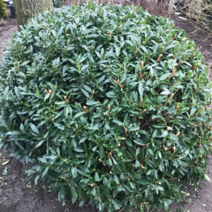 Napoleon Cherry Laurel