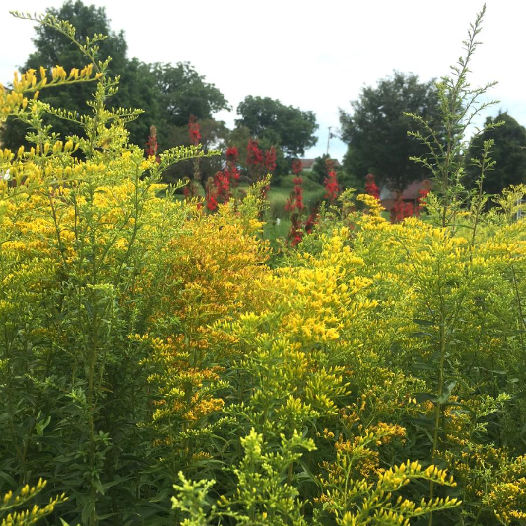 Odora Goldenrod in landscape
