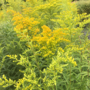 Odora Goldenrod