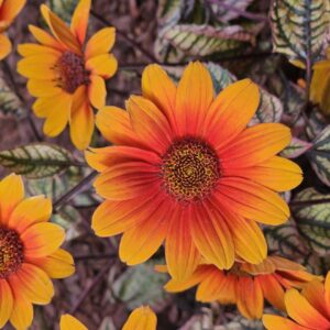 Orange Marble Oxeye False Sunflower