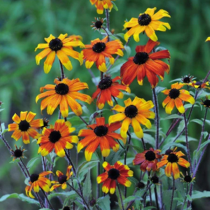 Prarie Glow Brown-Eyed Susan