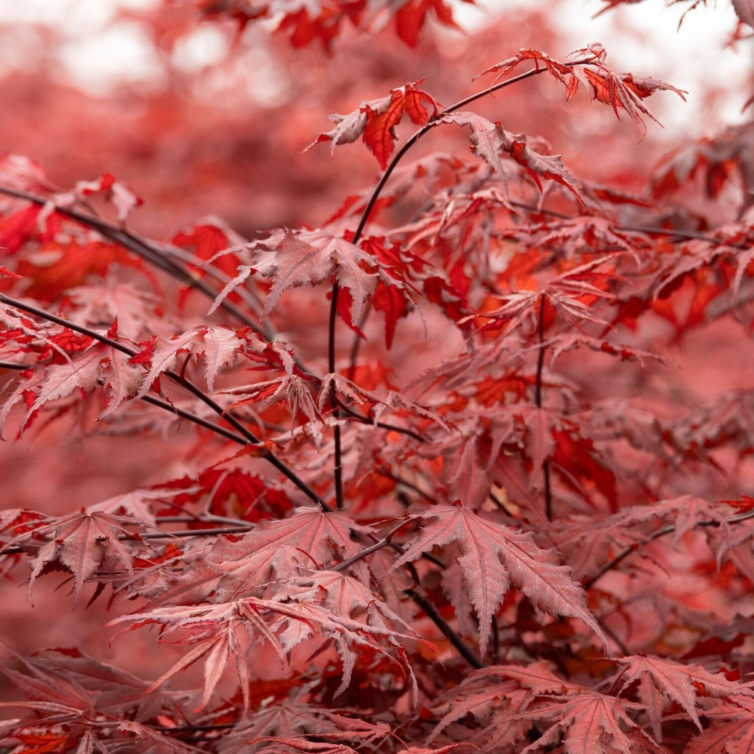 Purple Ghost Japanese Maple branch and leaves