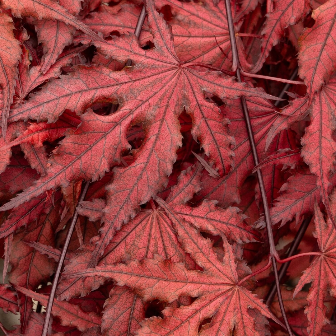 Purple Ghost Japanese Maple red leaf up close