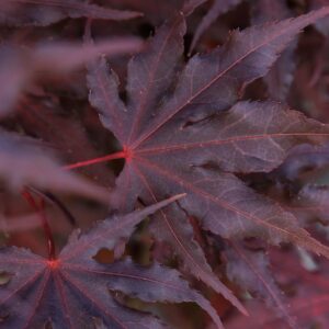 Purple Ghost Japanese Maple