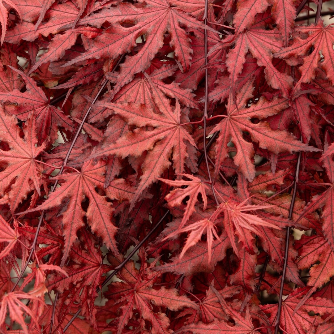 Purple Ghost Japanese Maple leaves