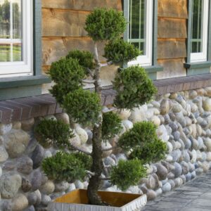 San Jose Juniper Pom Pom