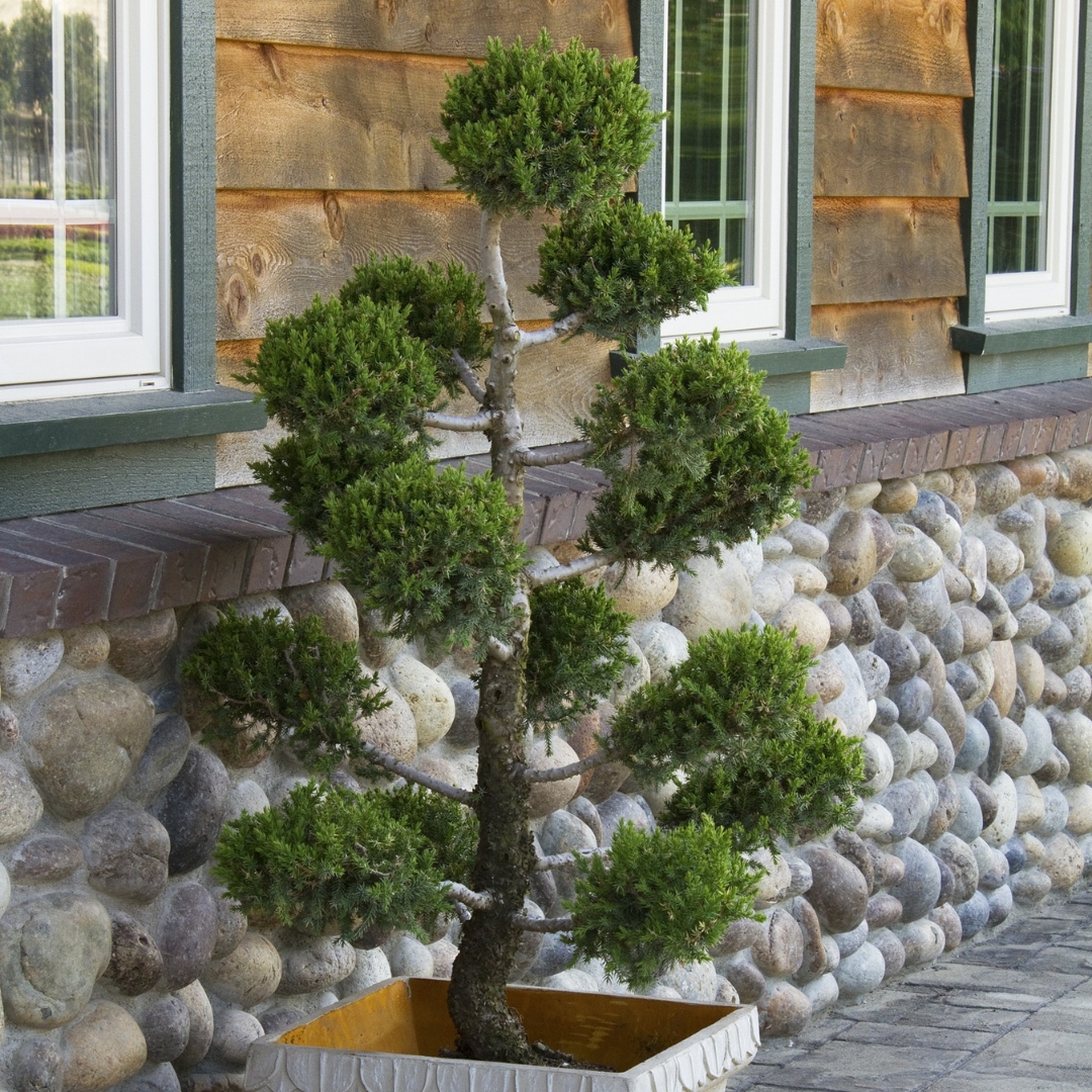 San Jose Juniper Pom Pom shape