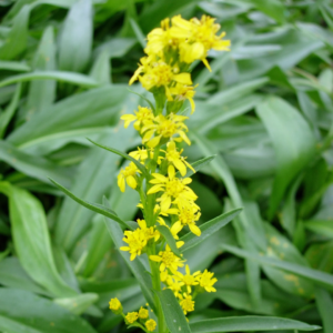 Seaside Goldenrod