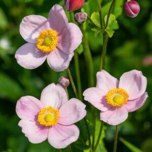 September Charm Windflower
