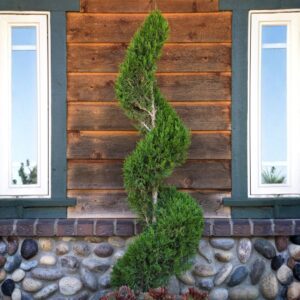 Spartan Juniper Spiral