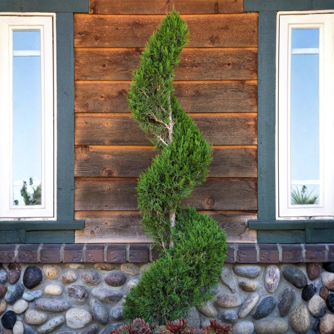 Spartan Juniper Spiral in landscape