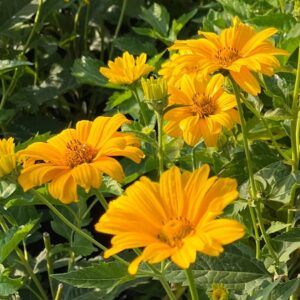 Summer Sun False Sunflower