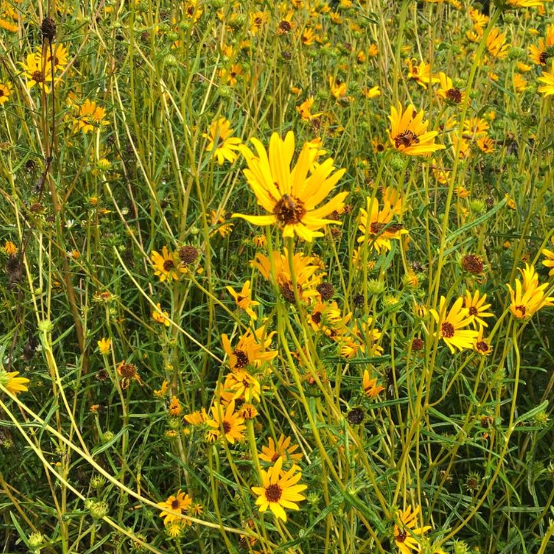 Swamp Sunflower