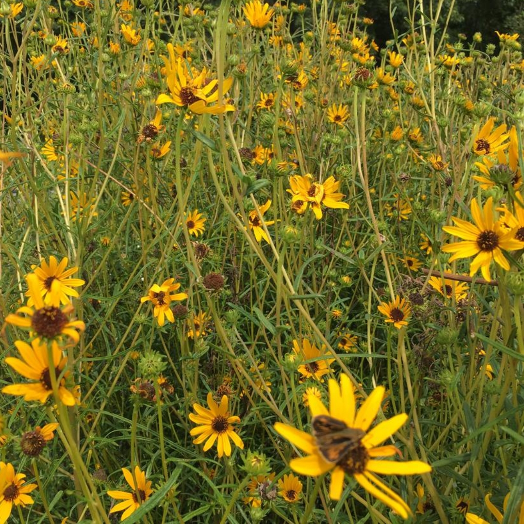 Swamp Sunflower field of flowers
