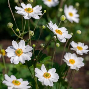 Whirlwind Windflower