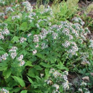 White Wood Aster