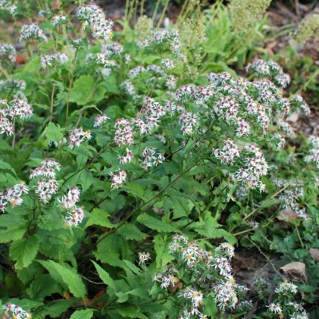 White Wood Aster