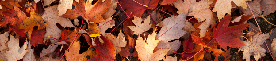 fall leaves up close