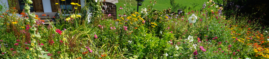 native garden close up