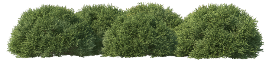shrubs png