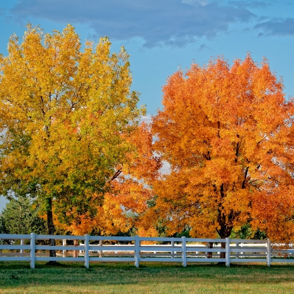 Trees