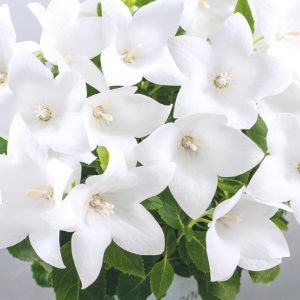 Popstar White Balloon Flower