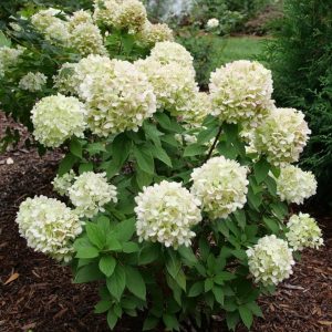 Powerball Panicle Hydrangea