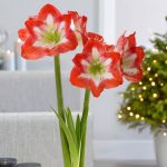 Amaryllis Galaxy Minerva
