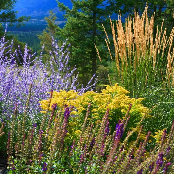 Perennials