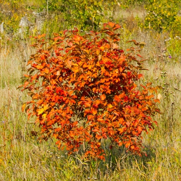Shrubs